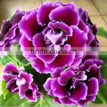 Hybird F1 Gloxinia Flower Seeds For Cultivation