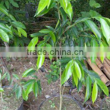 AGARWOOD SEEDLING