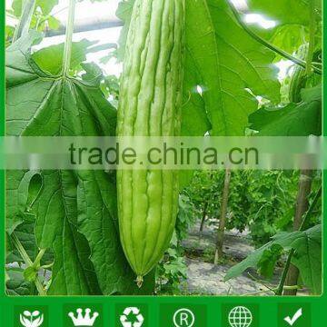 MBG02 Zhenguo disease resistant light green bitter gourd seeds, bitter melon seeds