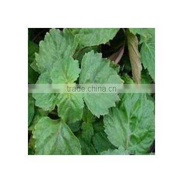 Natural Indonesia Patchouli Essential Oil