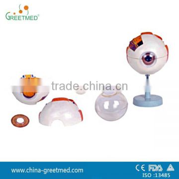 6 parts plastic human eye model