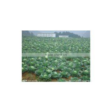 Freeze Dried Mealworms photo-4