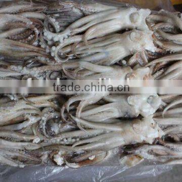 Squid Head With Frozen photo-3