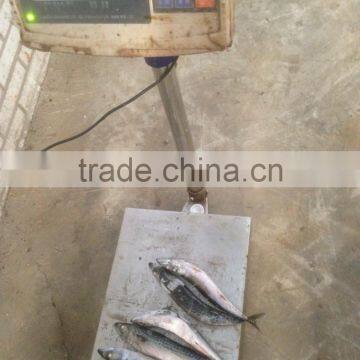 Sea Frozen Pacific Mackerel photo-5