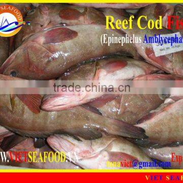 FROZEN REEF COD FISH WHOLE ROUND photo-4