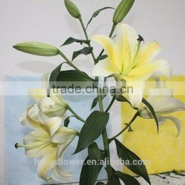 Natural Real Touch Lilium Yellow Lily For Cut Flower Wholesale