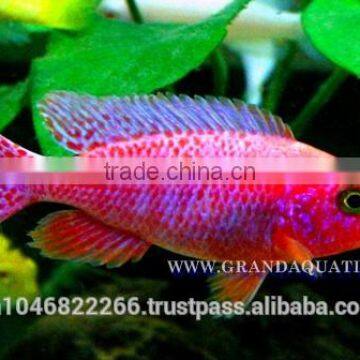 Malawi Cichlid Fish Farm For Sale and Export photo-5