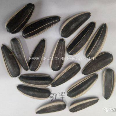 Raw Natural Chinese Black Sunflower Seeds for Planting photo-5