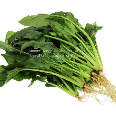 Natural Spinach Powder,  Spinacia oleracea leaf powder, Spinach green powder no additive