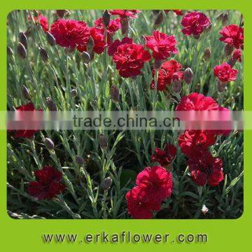 Reasonable price promotional classical long stem flowers fresh cut carnation
