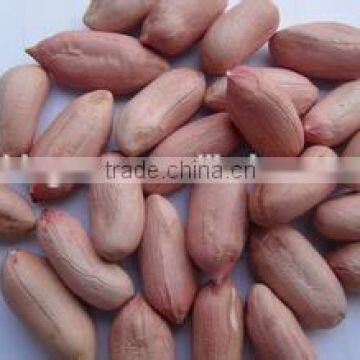 Peanut Kernels in Long Shape for Sale photo-2