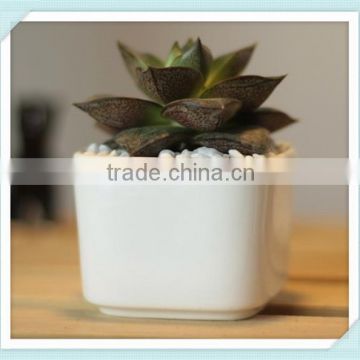 white ceramic square bonsai pot in sample style flower pot