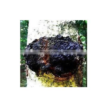 Chaga Mushroom Extract 20% Polysaccharides