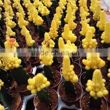 Office desk decoration natual cactus plant