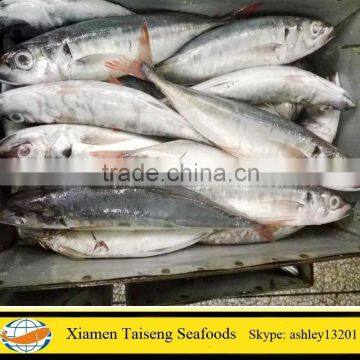 500-800g Red Tail Horse Mackerel