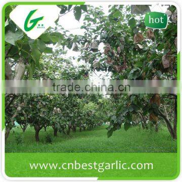 Emerald cheap su pear from hebei