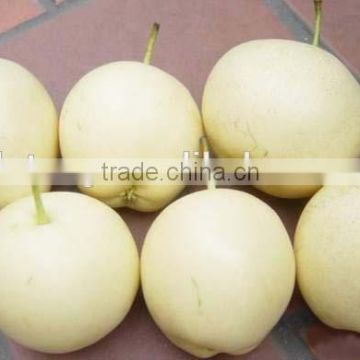 2015 new crop fresh emerald pear with good price