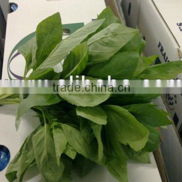 Fresh Basil