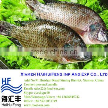 Frozen Black Tilapia Whole Round, IQF Farm Raised Fish Tilapia on Sale