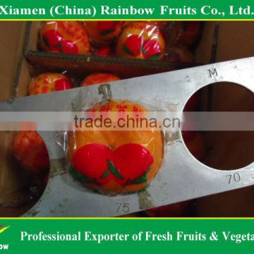 fresh mandarin orange with top quality