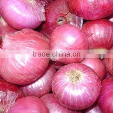 New Crop Fresh Red Onion