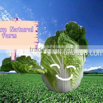 2011 fresh green chinese cabbage