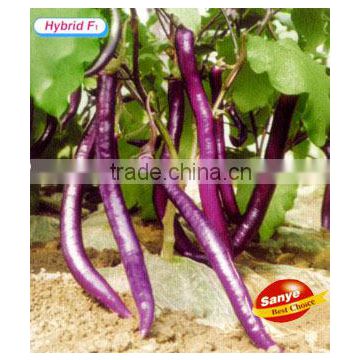 Long Purple Red Eggplant Seeds-Hang Zhou Eggplant Seeds No.4