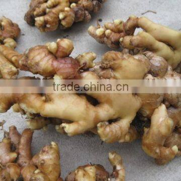 Washed Fresh Ginger from Vietnam