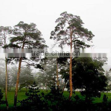 The outdoor decoration plant Changpai Scotch Pine seedling