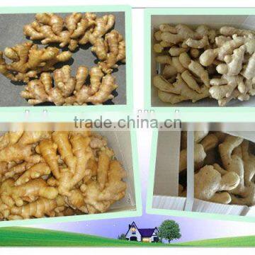 Chinese Cheaper Fresh Ginger photo-6