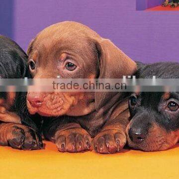 Multifunctional Pet Food Making Machine photo-4