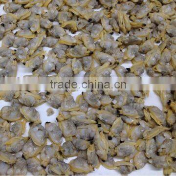 frozen boiled baby clam meat