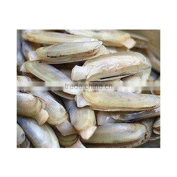 Frozen Vacuum Packed Razor Clam