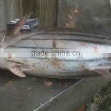 Skipjack Tuna photo-2