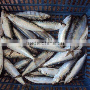 frozen sardine