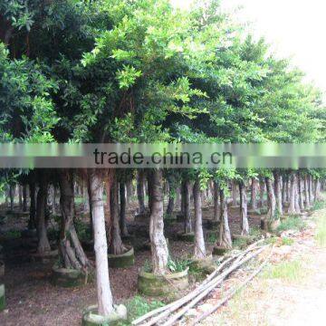 Ficus Nitida Landscaping Trees for Outdoor