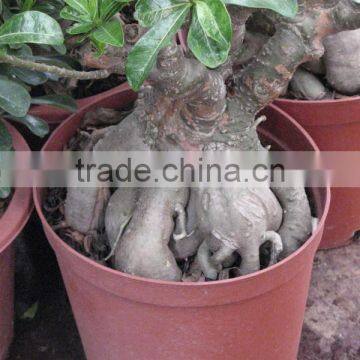 Adenium Obesum Desert Rose photo-4