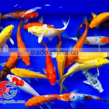 Koi Fish Bleeding Farm and Export From Thailand photo-2