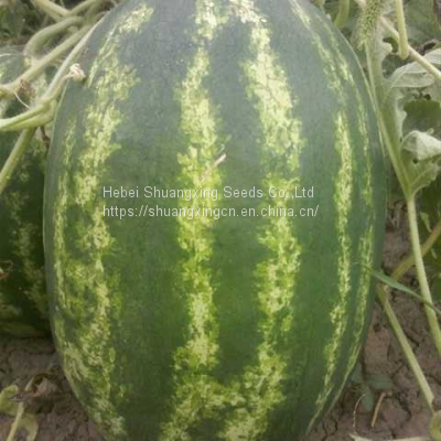 RF Oblong Shape Seedless Watermelon Seeds photo-3