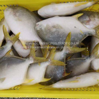 Golden Pompano 300-400g/400-600g/500-600g/800+