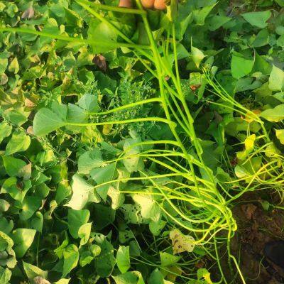 Sweet Potato Stem photo-3