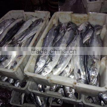 Lowest Price Spanish Mackerel With Good Quality