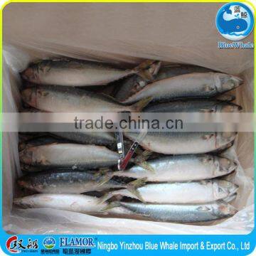 Frozen mackerel 400g up pacific mackerel for sale