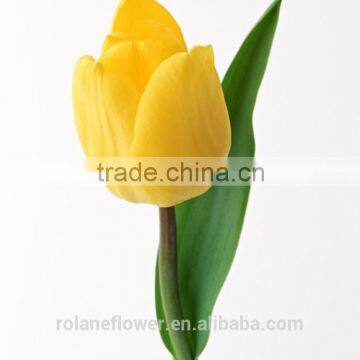 the most qulity fresh cut yellow tulip bulbs flower