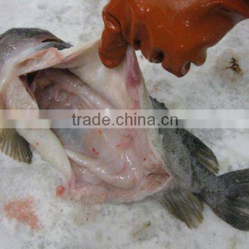 Starry Ray Skate Fish