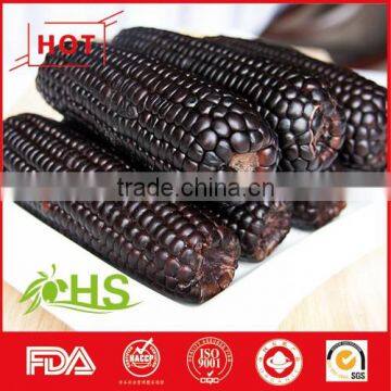 Sweet and Organic purple corn for sale