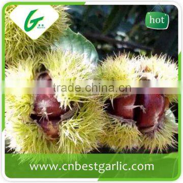 Organic chestnut for sale