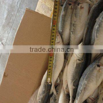 frozen fish horse mackerel