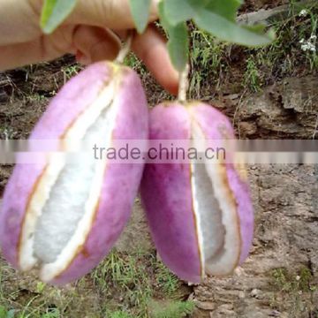 High Yield Fruit Seeds For Sale Holboellio Latifolia Wall Seeds For Cultivation Become Rich Fruit Seeds