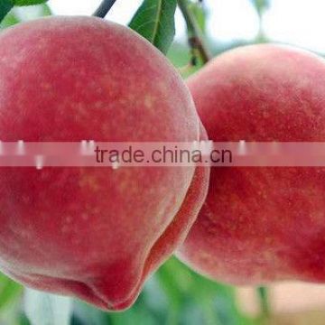 2016 High Germination Rate Peach Seed For Growing